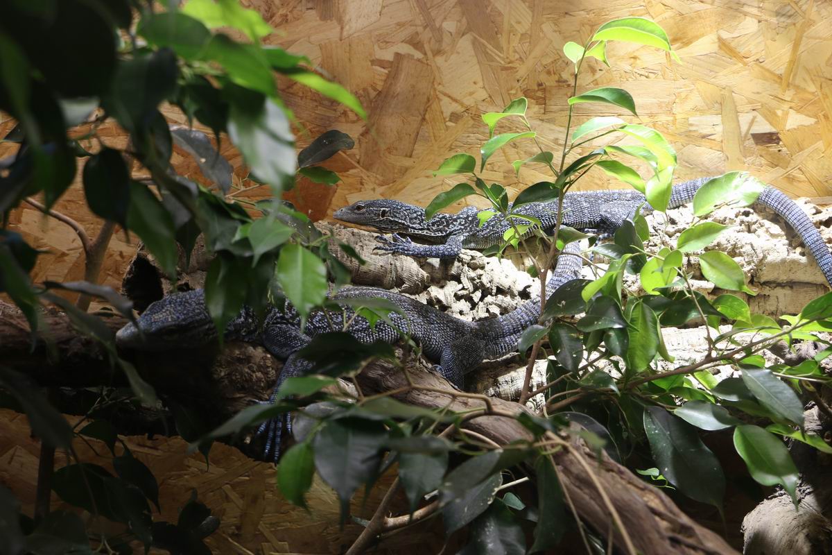 Zoo 08