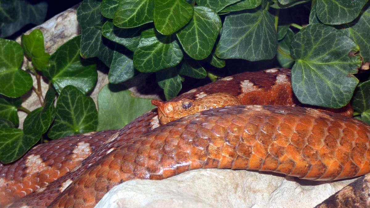 Zoo 30