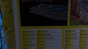 Forchtenstein 27