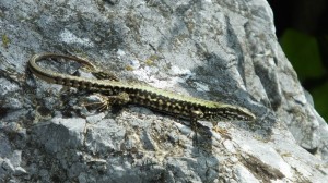 10 Mauereidechse-Podarcis muralis