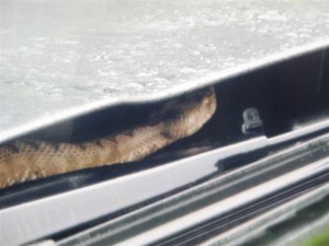 2012 Hornviper Gleisdorf  (1)