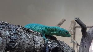 Zoo 25