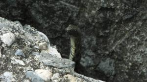Murufer 11